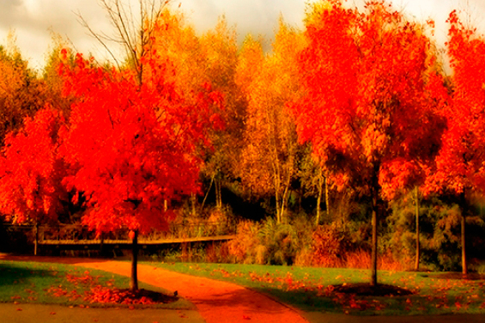 Cuadro paisaje arboles rojos (bme210024)