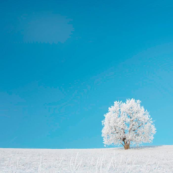 Cuadro arbol nevado (bme210034)