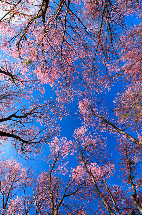 Cuadro arboles y cielo (bme260013)