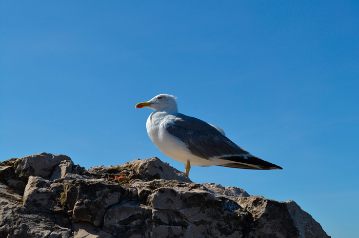 Cuadro gaviota (bpmv109)