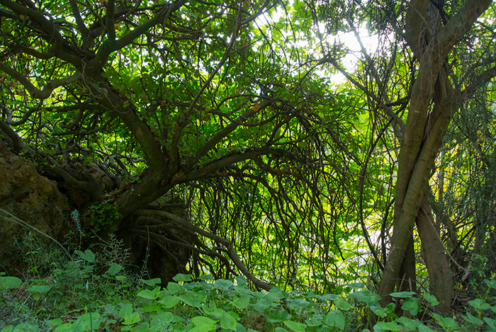 Cuadro bosque frondoso (bpmv5003)