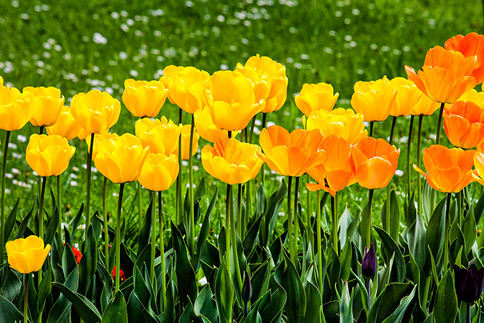Cuadro campo de tulipanes amarillos (bpx0105)