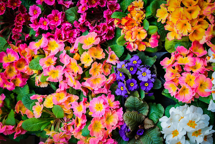 Cuadro flores y colores (bpx0106)