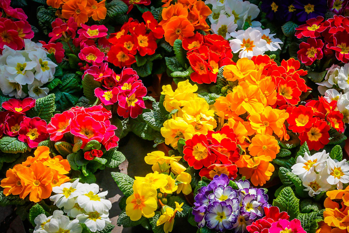 Cuadro colores y flores (bpx0107)