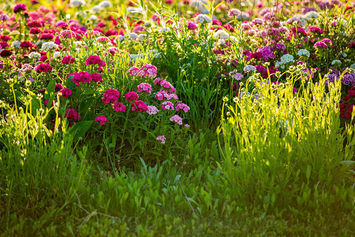 Cuadro flores en el campo (bpx0108)
