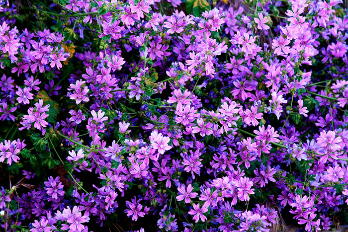 Cuadro flores lila (bpx0109)