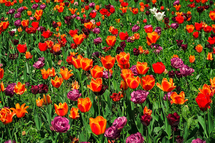 Cuadro campo de tulipanes (bpx0112)
