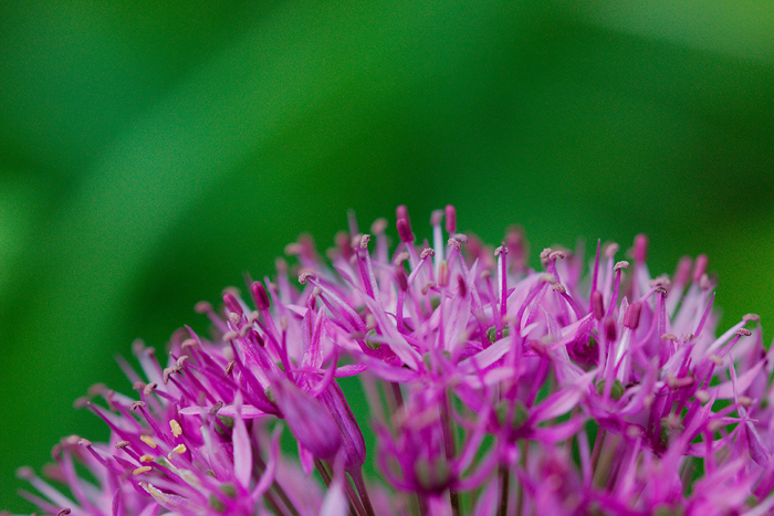 Cuadro flor Grevillea (bpx0113)