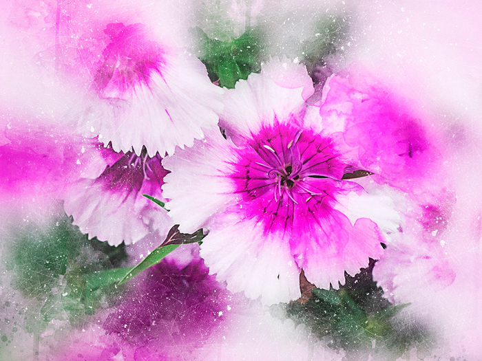 Cuadro flores malva (bpx0125)
