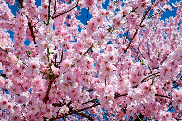 Cuadro flor del cerezo (bpx0126)