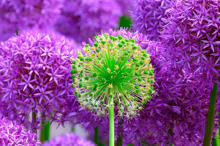 Cuadro flores lilas (bpx0128)