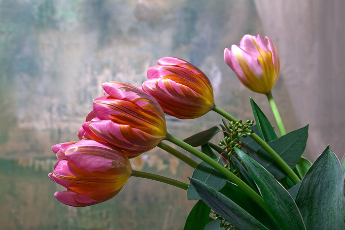 Cuadro tulipanes (bpx0138)