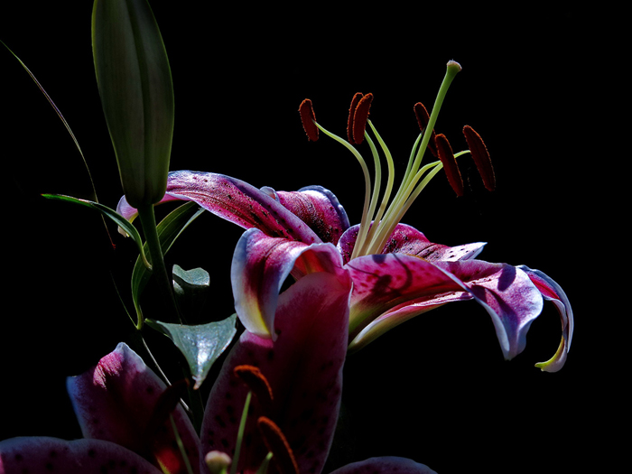 Cuadro orquideas fondo negro (bpx0139)