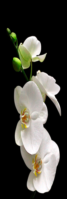Cuadro orquidea (bpx0146)