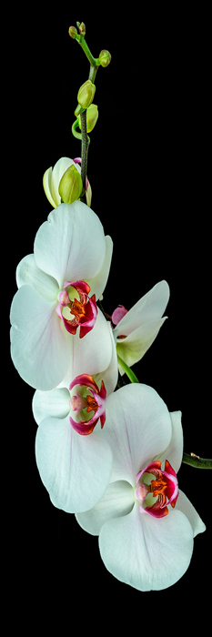 Cuadro flores orquidea (bpx0146)