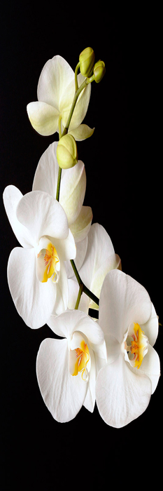 Cuadro flor orquidea (bpx0147)