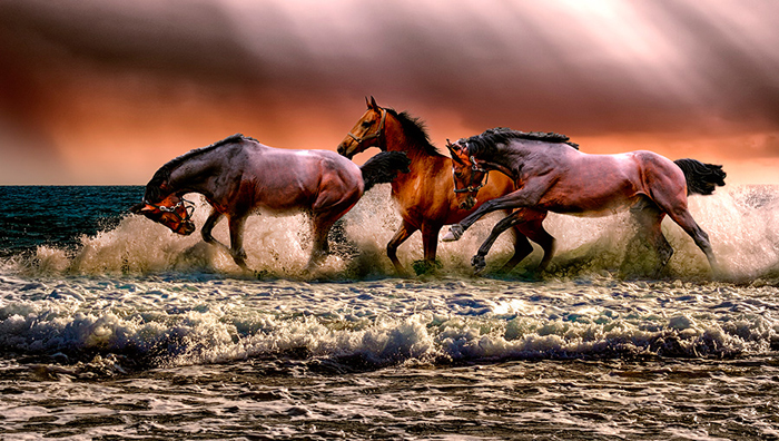 cuadro retroiluminado caballos (bretpx0205)