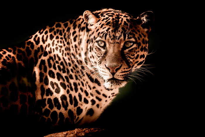 Cuadro leopardo (bpx0209)