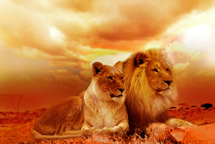 Cuadro pareja de leones (bpx0229)