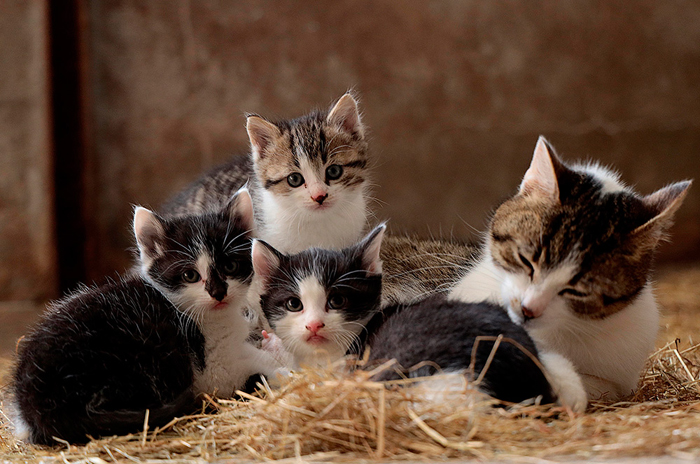 Cuadro familia de gatitos (bpx0243)