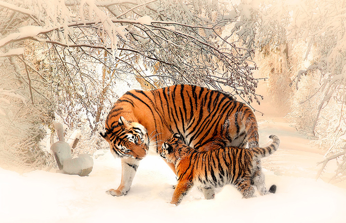 Cuadro tigres (bpx0244)