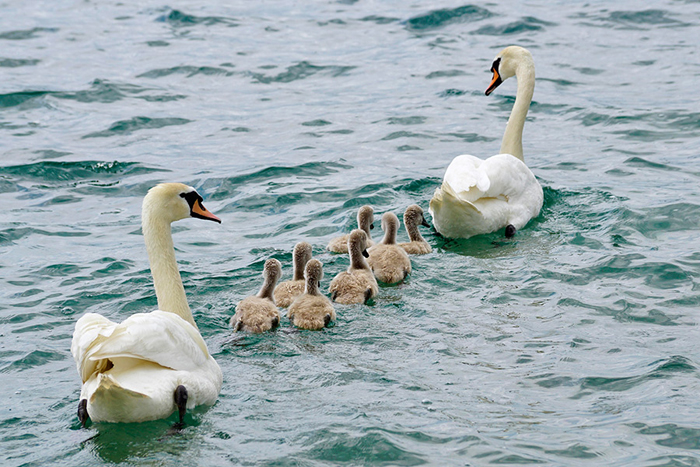 Cuadro familia de cisnes (bpx0245)