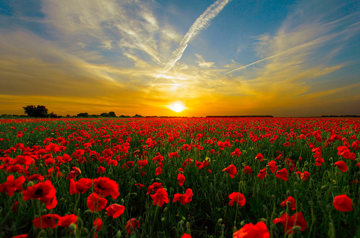 Cuadro amanecer en un campo de amapolas (bpx0331)