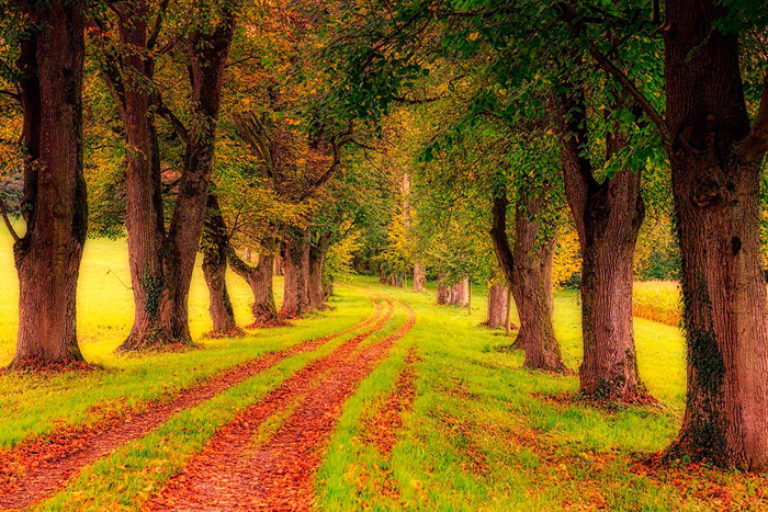 Cuadro camino de otoño (bpx0361)