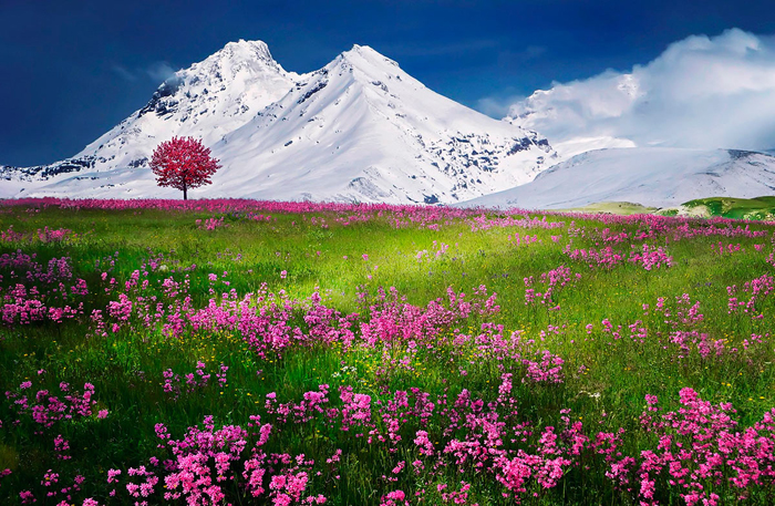 Cuadro paisaje flores y montañas (bpx0364)