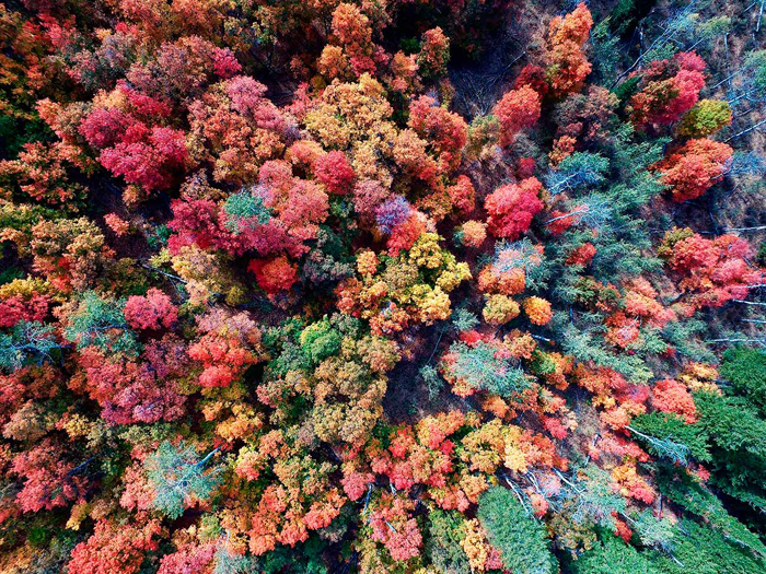 Cuadro bosque desde el cielo (bpx0383)